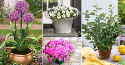 15 Bug Repellant Plants for Insects Free Home and Garden - balconygardenweb.com