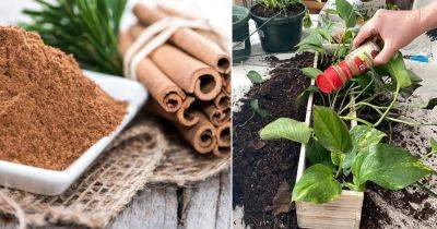 4 Cinnamon Dust Benefits for Plants - balconygardenweb.com