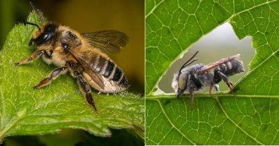 Leafcutter Bees: Are they Good or Bad | Do Leafcutter Bees Sting - balconygardenweb.com