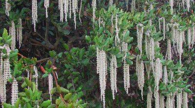 Winter Garden Foliage - blog.theenduringgardener.com