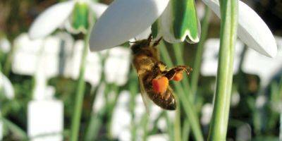 Bee Afraid - blog.theenduringgardener.com