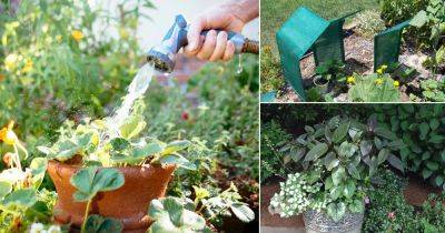 10 Best Tips for Gardening in Extreme Heat - balconygardenweb.com - state Oregon