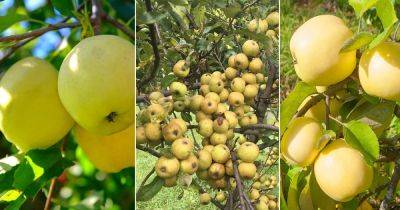 16 Best Yellow Apple Varieties in the World - balconygardenweb.com - Britain