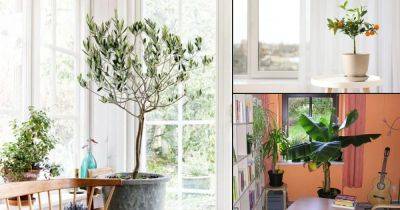 21 Beautiful Indoor Fruit Tree Pictures for Inspiration - balconygardenweb.com