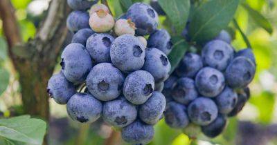How to Grow and Care for Highbush Blueberries - gardenerspath.com