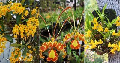 10 Best Types of Yellow Orchid Varieties - balconygardenweb.com