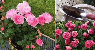11 Homemade Rose Fertilizer Recipes for Best Flowers - balconygardenweb.com