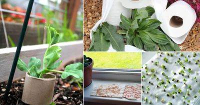10 Clever Toilet Paper Uses in the Garden - balconygardenweb.com