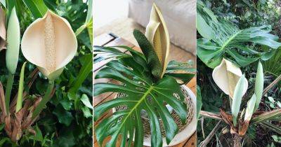 How to Get a Monstera to Bloom | Monstera Flowers - balconygardenweb.com