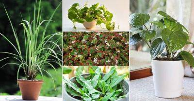 18 Most Exotic Herbs Around the World - balconygardenweb.com - China - Iran - India - Mexico
