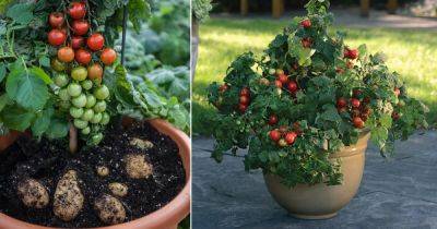 Is Tomato a Nightshade Vegetable? - balconygardenweb.com