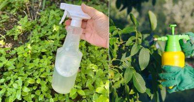 How to Make Homemade Insecticidal Soap to Kill Pests - balconygardenweb.com