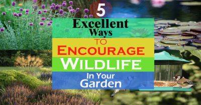 5 Ways to Encourage Wildlife into your Garden - balconygardenweb.com