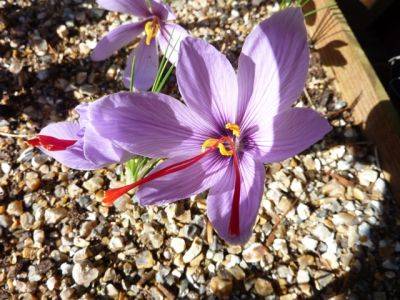 Saffron Harvest - blog.theenduringgardener.com - Britain
