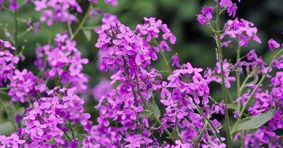 How to Grow Dame’s Rocket in Your Garden - gardenerspath.com - Usa - state Colorado - state Connecticut - state Massachusets - state Wisconsin