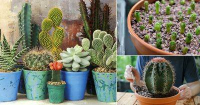 How to Grow Cactus from Seeds + Best Cacti for Seed Propagation - balconygardenweb.com - Usa - Mexico