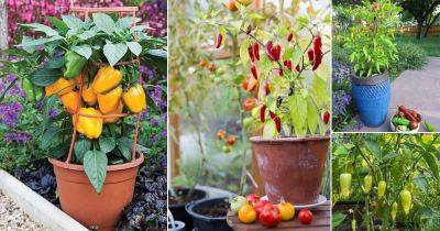 11 Top Secrets to Grow Best Pepper Plants | Pepper Growing Tips - balconygardenweb.com