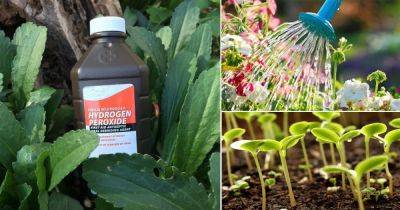 17 Unbelievable Hydrogen Peroxide Uses In Garden You Should Know - balconygardenweb.com