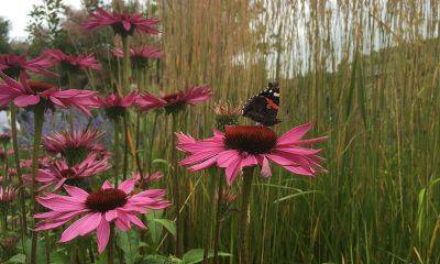 Mulch Away & Keep the Drought at Bay - blog.theenduringgardener.com