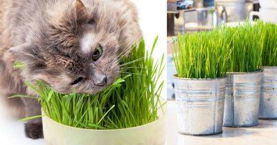 Growing Cat Grass Indoors - balconygardenweb.com