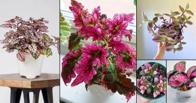 42 Pretty Pink Houseplants | Best Pink Indoor Plants - balconygardenweb.com - Thailand - state Florida