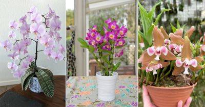 90 Different Types of Orchid Varieties You Can Grow! - balconygardenweb.com