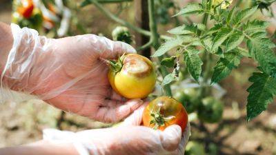How to Identify, Treat, and Prevent Late Blight in Tomatoes - epicgardening.com