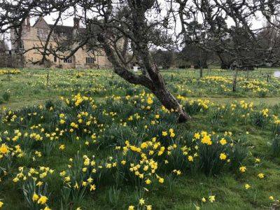 Hever Castle & Its Dazzling Daffodils - blog.theenduringgardener.com - Usa - city Rome