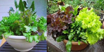 How to Start a Salad Bowl Garden Without Any Space - balconygardenweb.com