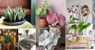 36 Incredible Houseplant Centerpiece Ideas Every Plant Grower Should See - balconygardenweb.com