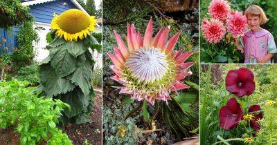 18 Plants that Grow Big and Huge Flowers - balconygardenweb.com - South Africa - Russia - Indonesia