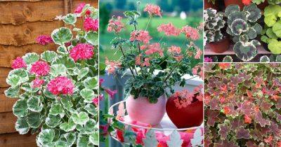 24 Fanciest Types of Geraniums | Variegated Geranium Varieties - balconygardenweb.com