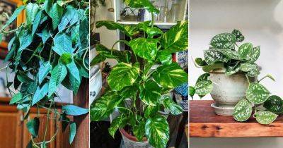 6 Best Low Light Pothos that Need No Sun - balconygardenweb.com