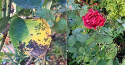 Black Spots on Roses: Common Reasons and Solutions - balconygardenweb.com - state Texas