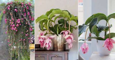 Everything About Medinilla Plant Care | Best Medinilla Varieties - balconygardenweb.com - Philippines