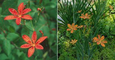 Leopard Lily Plant Care | Growing Iris domestica - balconygardenweb.com