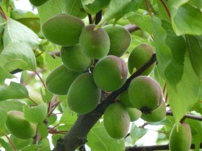 Apricot Abundance - blog.theenduringgardener.com