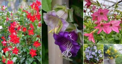 25 Flowers that Look Like Morning Glories | Flowers Similar to Morning Glory - balconygardenweb.com
