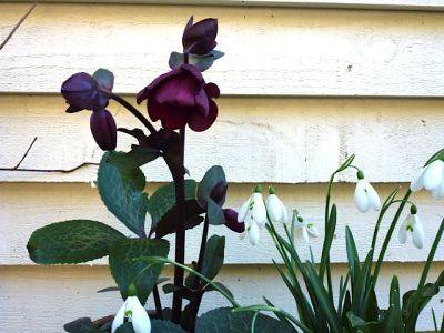 A Treasure for my Garden - blog.theenduringgardener.com