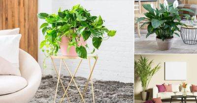 10 Most Oxygen Producing Houseplants | Indoor Plants for Oxygen - balconygardenweb.com - Australia - Thailand - Malaysia - city Sansevieria