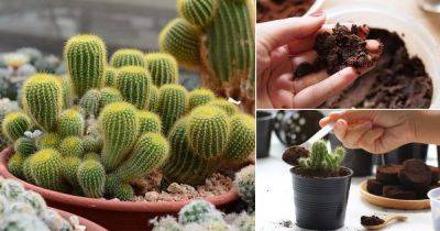 Best Fertilizer For Cactus | How Often to Fertilize Cactus - balconygardenweb.com