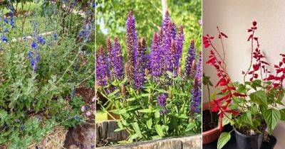 Problems with Salvias: Common Issues and How to Solve Them - balconygardenweb.com