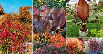 30 Best Red Leaf Plant Varieties | Plants with Red Leaves - balconygardenweb.com - Japan