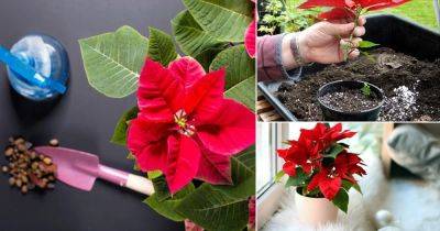 Poinsettia Care Tips & Growing Guide | How to Rebloom Poinsettias - balconygardenweb.com - Mexico