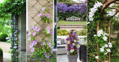 27 Beautiful Ideas with Clematis in the Garden - balconygardenweb.com