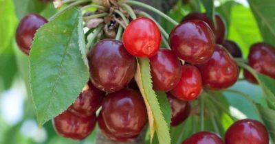 How to Grow and Care for Fruiting Cherry Trees | Gardener's Path - gardenerspath.com
