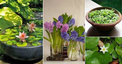 15 Cute Small Water Plants for Mini Container Water Gardens - balconygardenweb.com