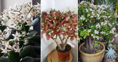How to Get a Jade Plant to Flower | Tips On Flowering Jade Plants - balconygardenweb.com - state Wisconsin