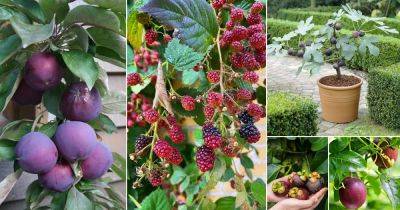 14 Best Purple Fruits to Grow in the Garden - balconygardenweb.com