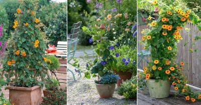 8 Best Thunbergia Flowers | Most Beautiful Thunbergia Varieties - balconygardenweb.com - India